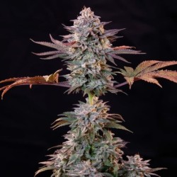 Ice semi cannabis Royal Queen Seeds