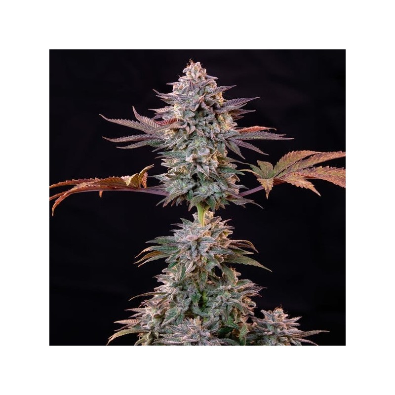 Ice semi cannabis Royal Queen Seeds