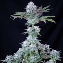 Ice semi cannabis Royal Queen Seeds