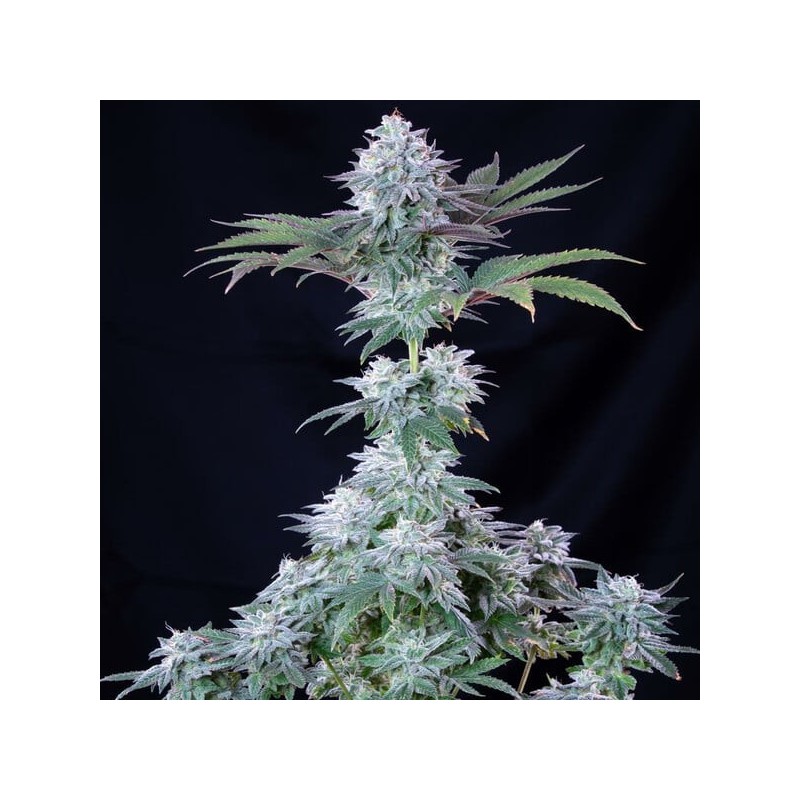Ice semi cannabis Royal Queen Seeds