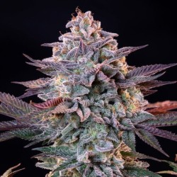 Ice semi cannabis Royal Queen Seeds