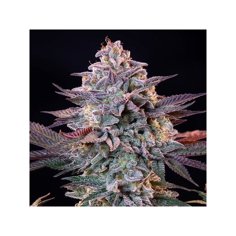 Ice semi cannabis Royal Queen Seeds