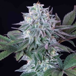 Ice semi cannabis Royal Queen Seeds