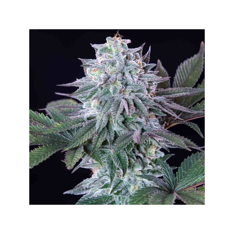 Ice semi cannabis Royal Queen Seeds