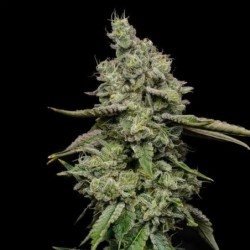 Ice semi cannabis Royal Queen Seeds