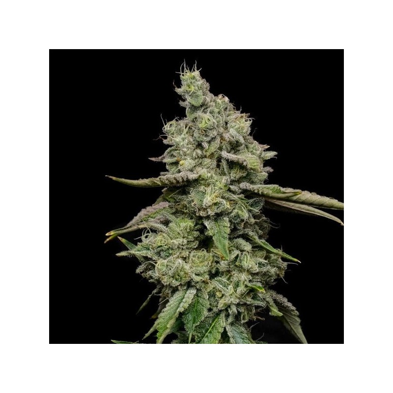 Ice semi cannabis Royal Queen Seeds