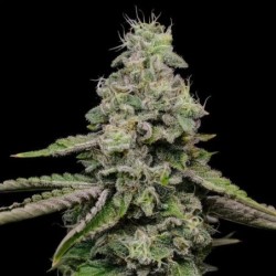 Ice semi cannabis Royal Queen Seeds