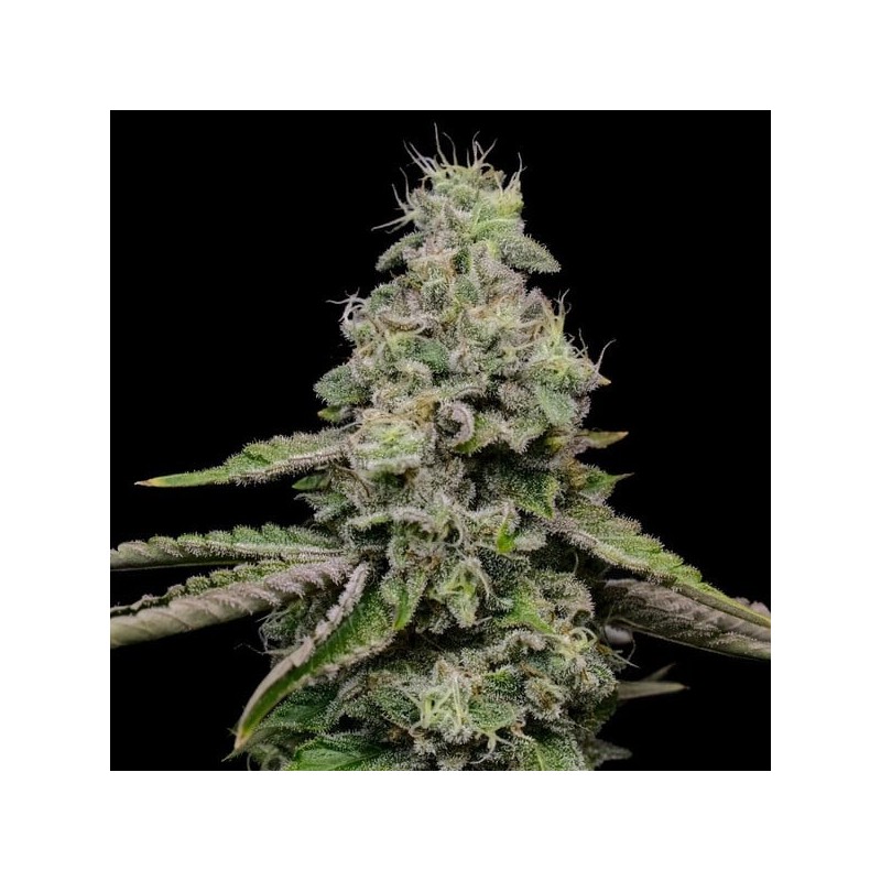 Ice semi cannabis Royal Queen Seeds