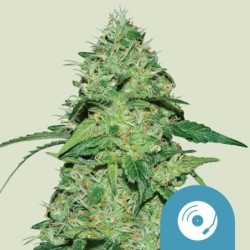 Joanne's CBD semi cannabis Royal Queen Seeds