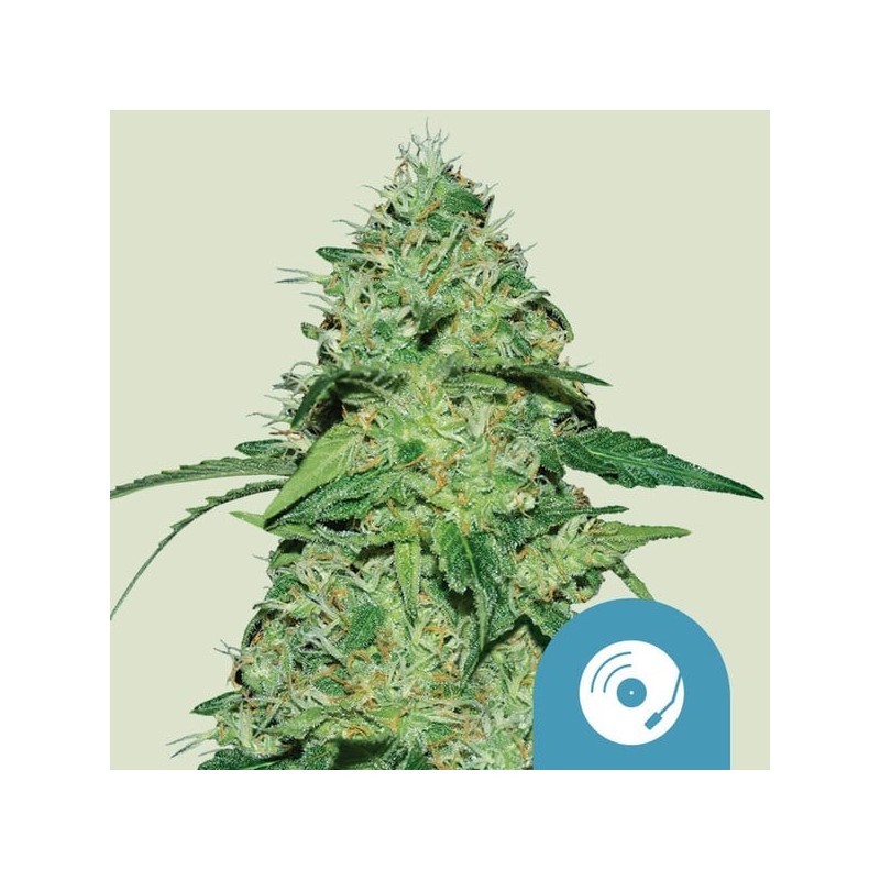 Joanne's CBD semi cannabis Royal Queen Seeds