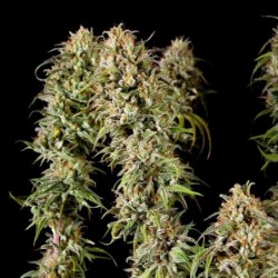 Joanne's CBD semi cannabis Royal Queen Seeds