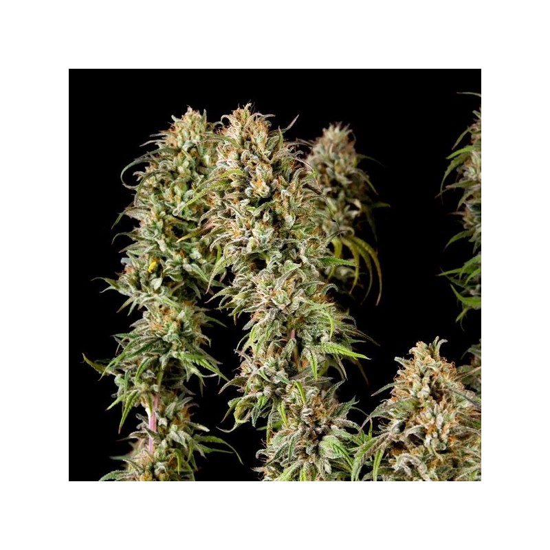 Joanne's CBD semi cannabis Royal Queen Seeds