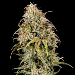 Joanne's CBD semi cannabis Royal Queen Seeds
