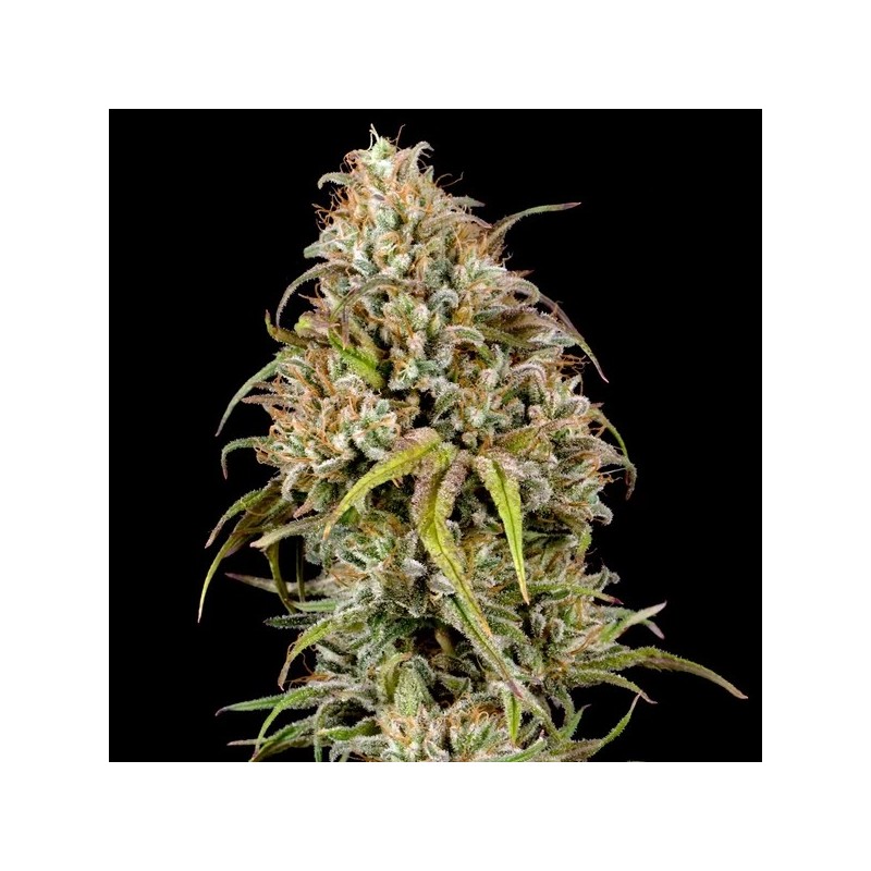 Joanne's CBD semi cannabis Royal Queen Seeds