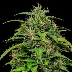 Joanne's CBD semi cannabis Royal Queen Seeds
