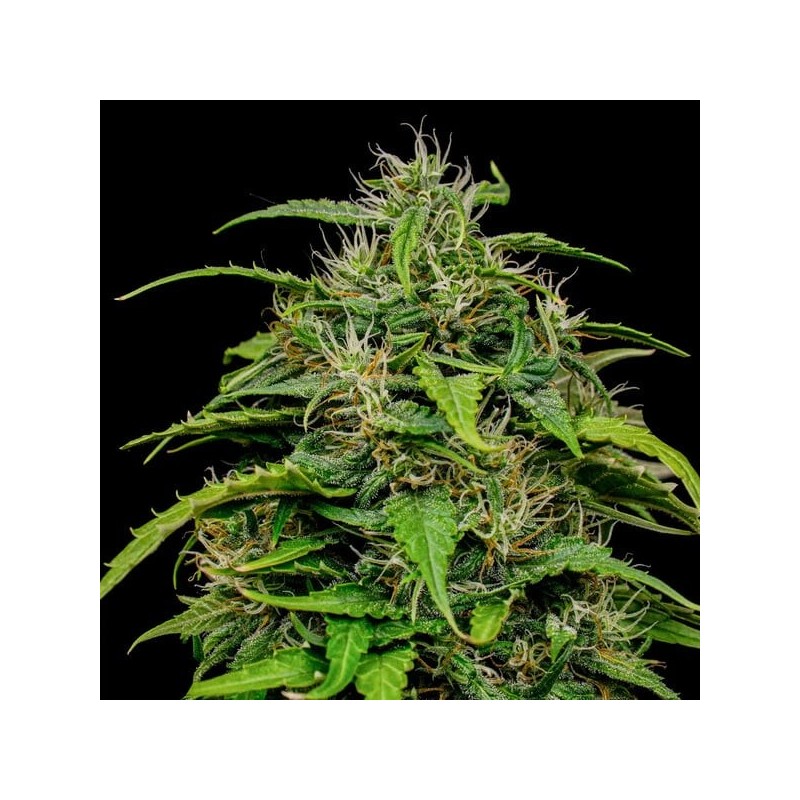 Joanne's CBD semi cannabis Royal Queen Seeds