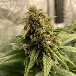 Joanne's CBD semi cannabis Royal Queen Seeds