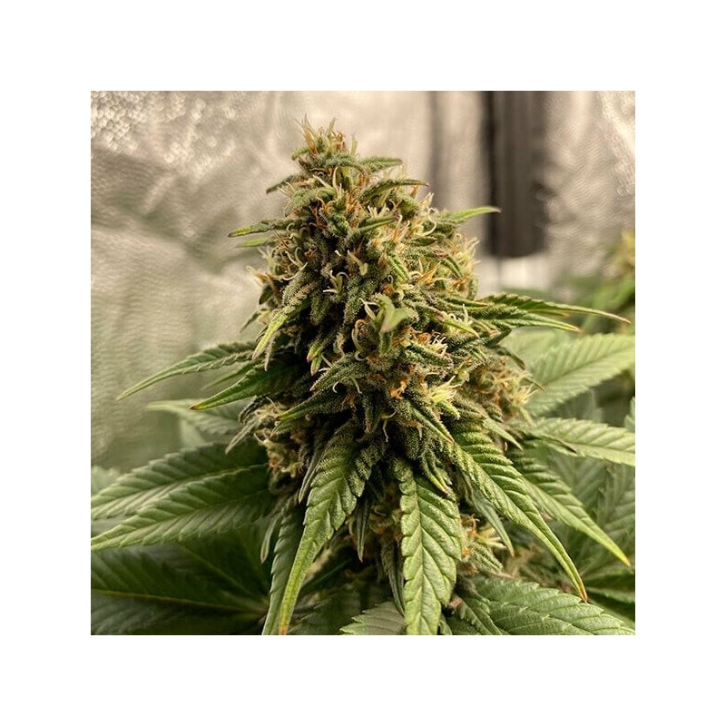 Joanne's CBD semi cannabis Royal Queen Seeds