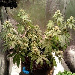 Joanne's CBD semi cannabis Royal Queen Seeds