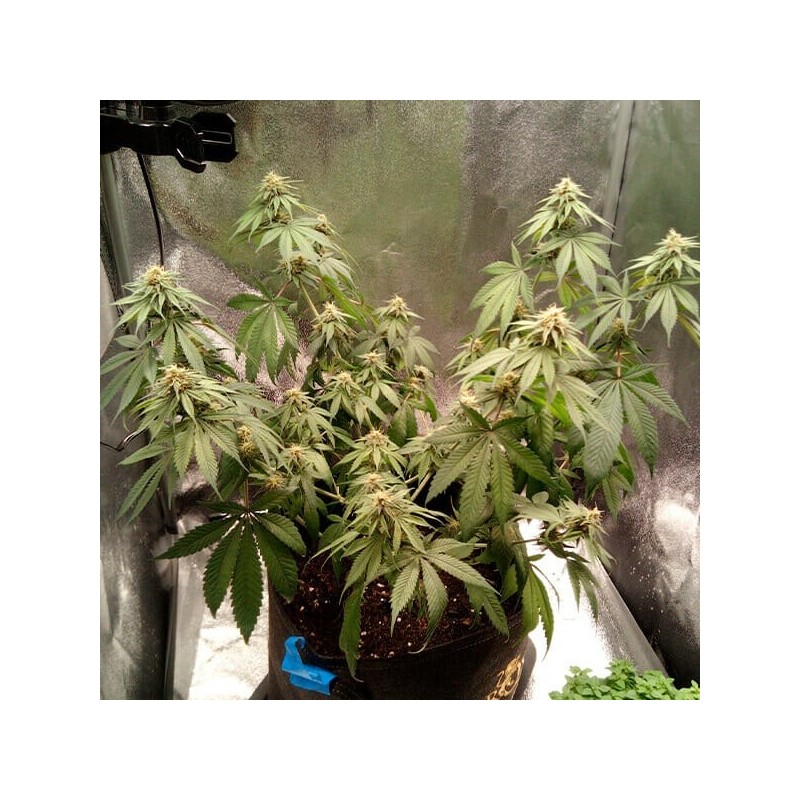 Joanne's CBD semi cannabis Royal Queen Seeds