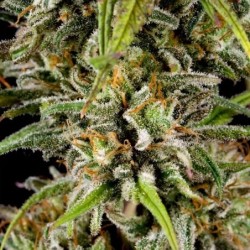 Joanne's CBD semi cannabis Royal Queen Seeds