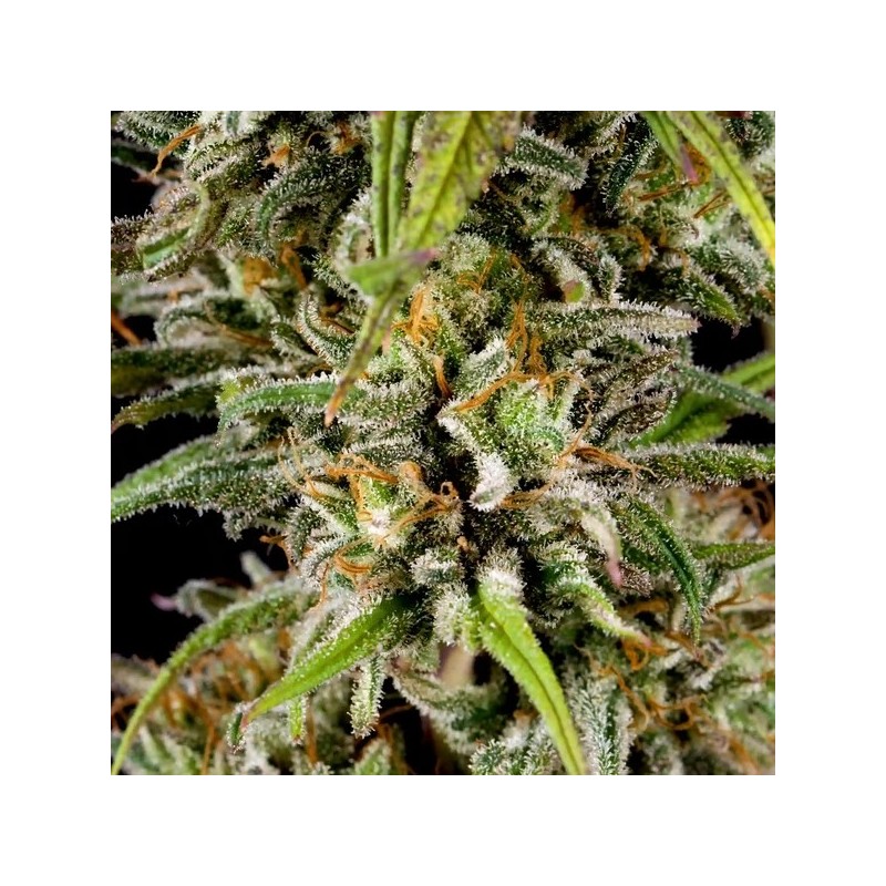 Joanne's CBD semi cannabis Royal Queen Seeds