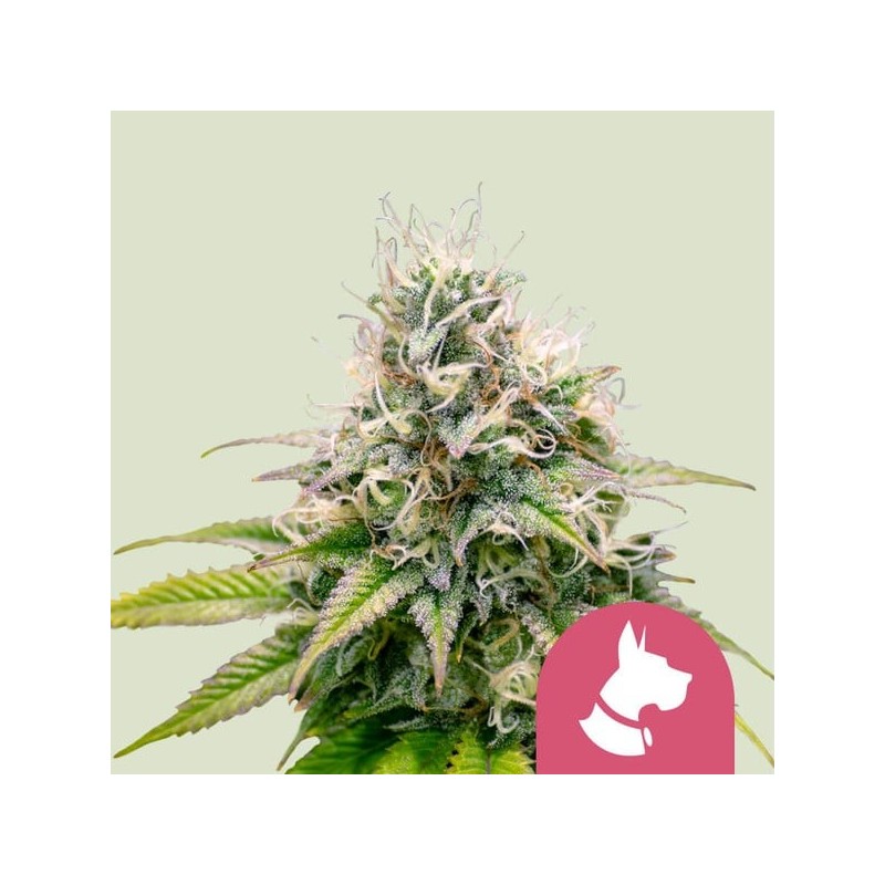 Kali Dog semi cannabis Royal Queen Seeds