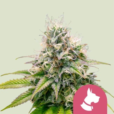 Kali Dog semi cannabis Royal Queen Seeds