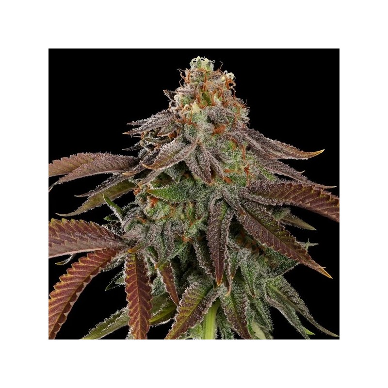 Kali Dog semi cannabis Royal Queen Seeds