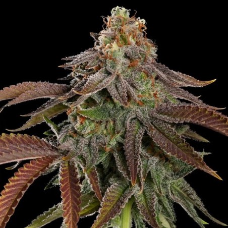 Kali Dog semi cannabis Royal Queen Seeds