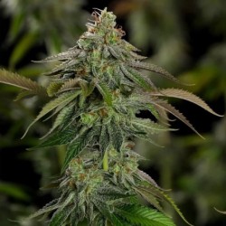Kali Dog semi cannabis Royal Queen Seeds