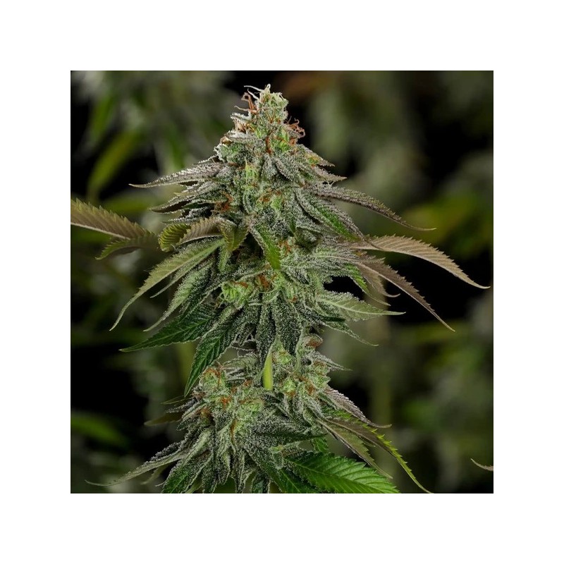 Kali Dog semi cannabis Royal Queen Seeds