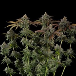 Kali Dog semi cannabis Royal Queen Seeds