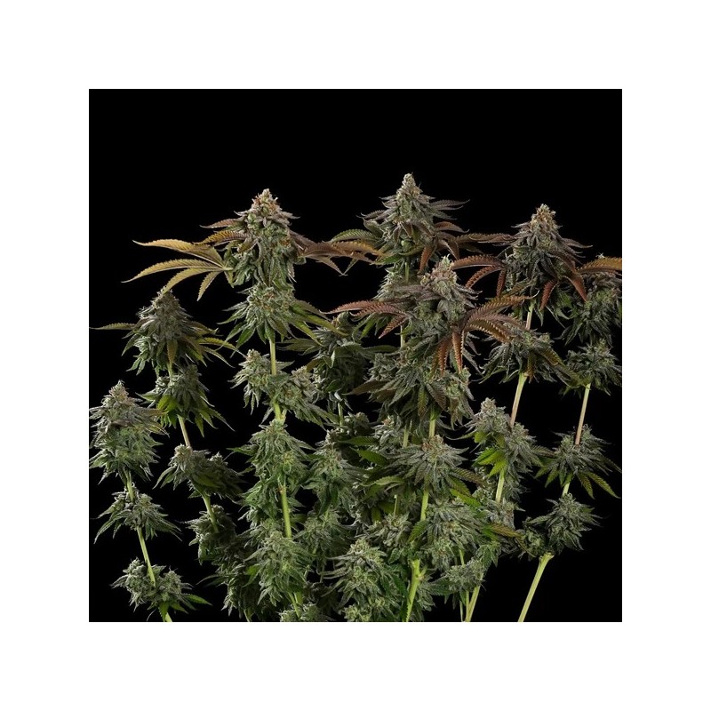 Kali Dog semi cannabis Royal Queen Seeds