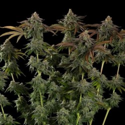 Kali Dog semi cannabis Royal Queen Seeds