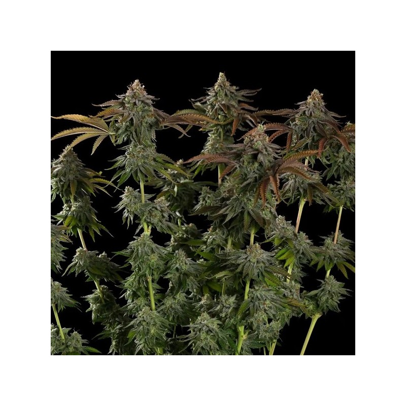 Kali Dog semi cannabis Royal Queen Seeds