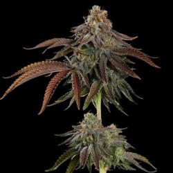 Kali Dog semi cannabis Royal Queen Seeds