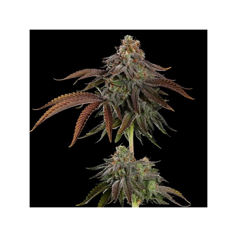 Kali Dog semi cannabis Royal Queen Seeds