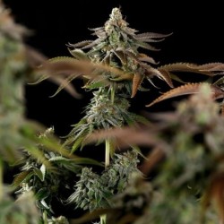 Kali Dog semi cannabis Royal Queen Seeds