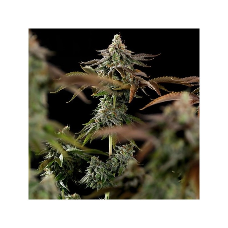 Kali Dog semi cannabis Royal Queen Seeds