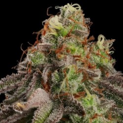 Kali Dog semi cannabis Royal Queen Seeds