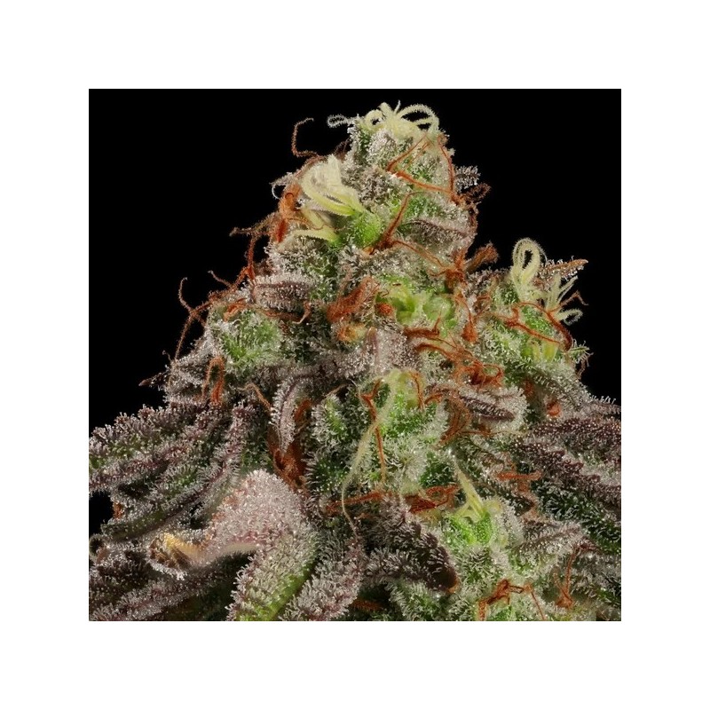 Kali Dog semi cannabis Royal Queen Seeds