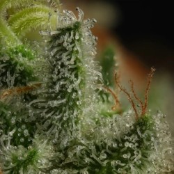 Kali Dog semi cannabis Royal Queen Seeds