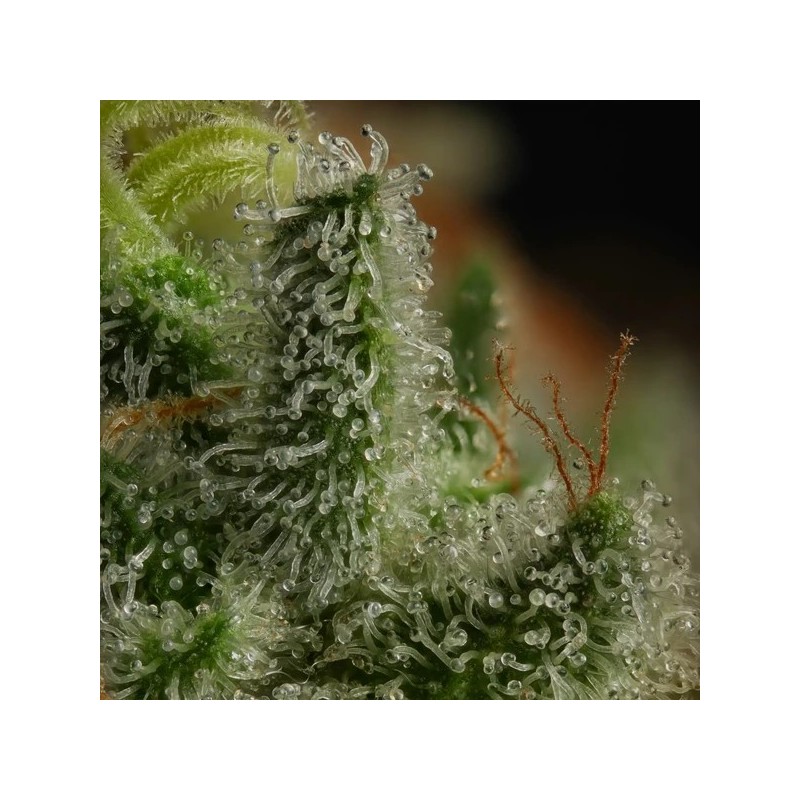 Kali Dog semi cannabis Royal Queen Seeds