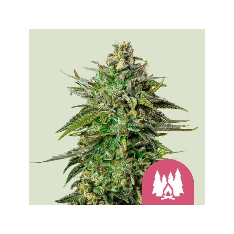 Larry OG semi cannabis Royal Queen Seeds