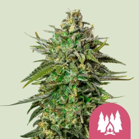 Larry OG semi cannabis Royal Queen Seeds