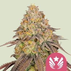 Legendary OG Punch semi cannabis Royal Queen Seeds