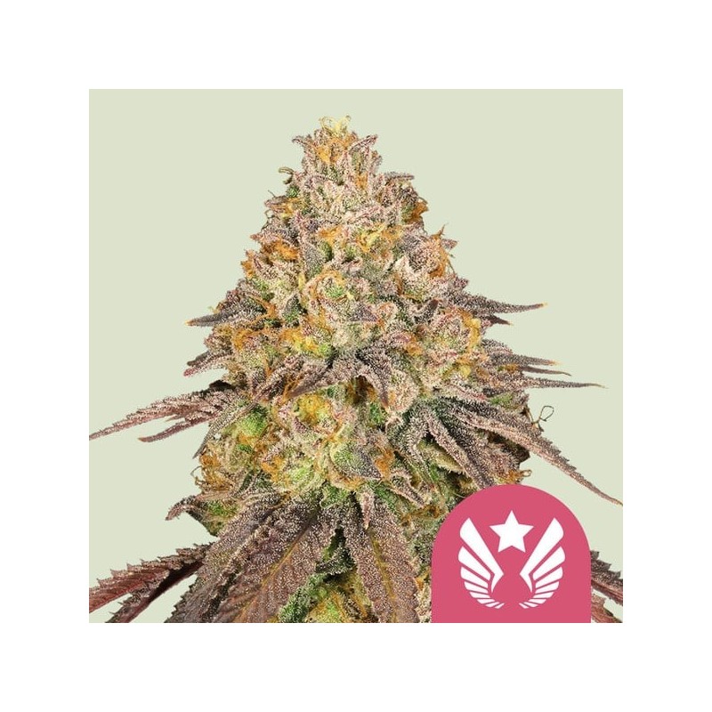 Legendary OG Punch semi cannabis Royal Queen Seeds