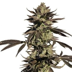 Legendary OG Punch semi cannabis Royal Queen Seeds