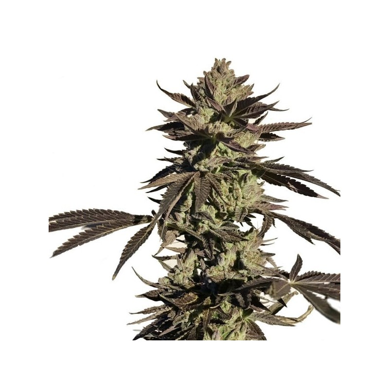 Legendary OG Punch semi cannabis Royal Queen Seeds